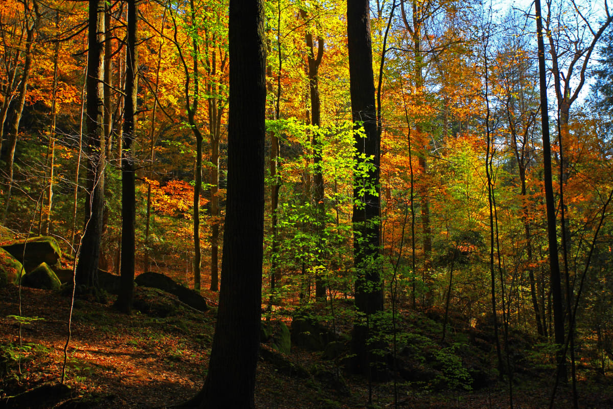 Hocking Hills Ohio fall foliage with autumn colors across the hillside