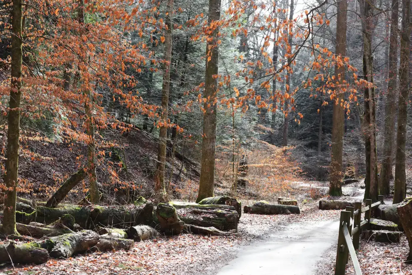 Hocking Hills Ohio in late November with bare trees