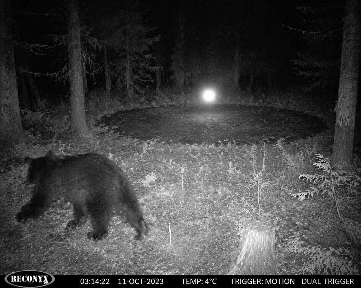 Paranormal Trail Camera Encounter AI image template preview