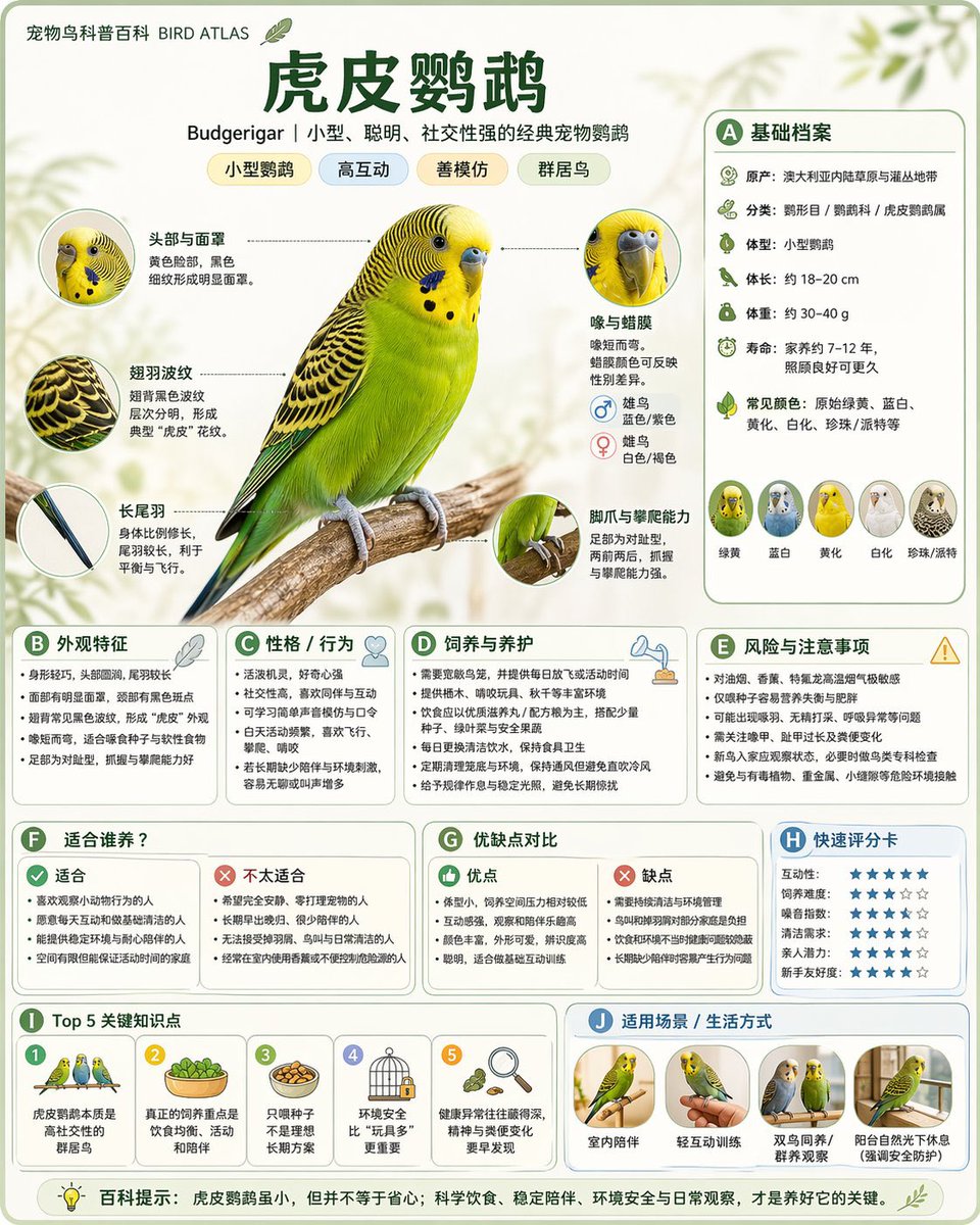 Encyclopedia Style Infographic Generator example 4