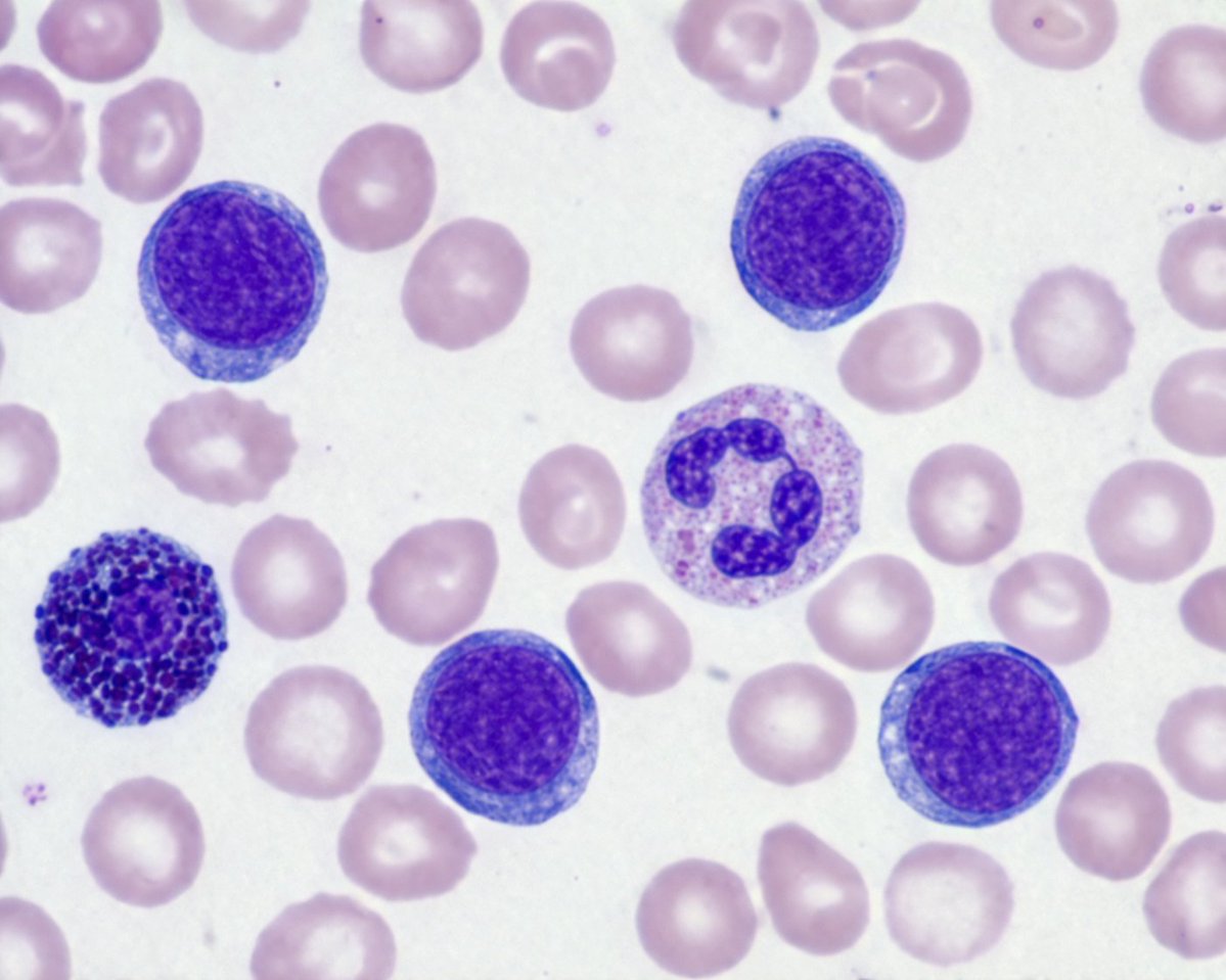 Biological Specimen Microscopy Prompt AI image template preview