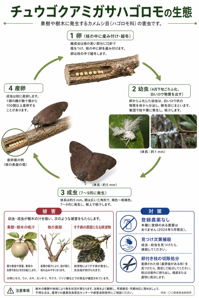 Japanese Pest Lifecycle Infographic AI image template preview