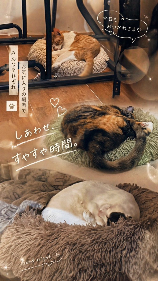 ChatGPT App Cat Story Screenshot example 2