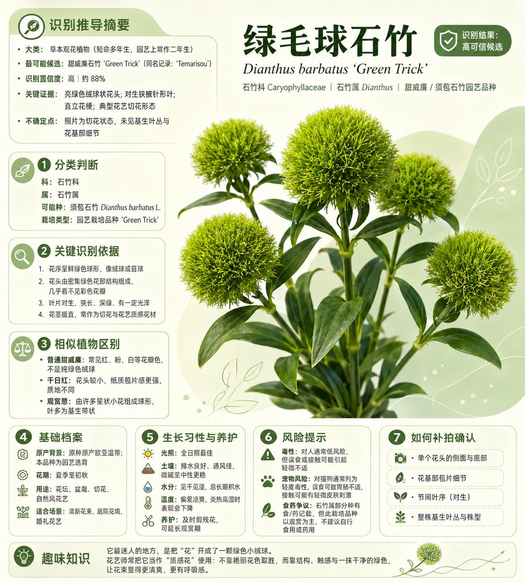 Chinese Plant ID Infographic AI image template preview