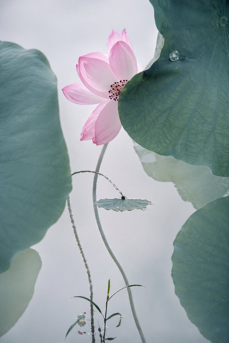 Cinematic Lotus Ancient Painting AI image template preview