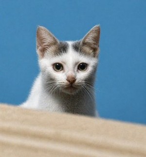 Cinematic Pet Photo Enhancer AI image template preview