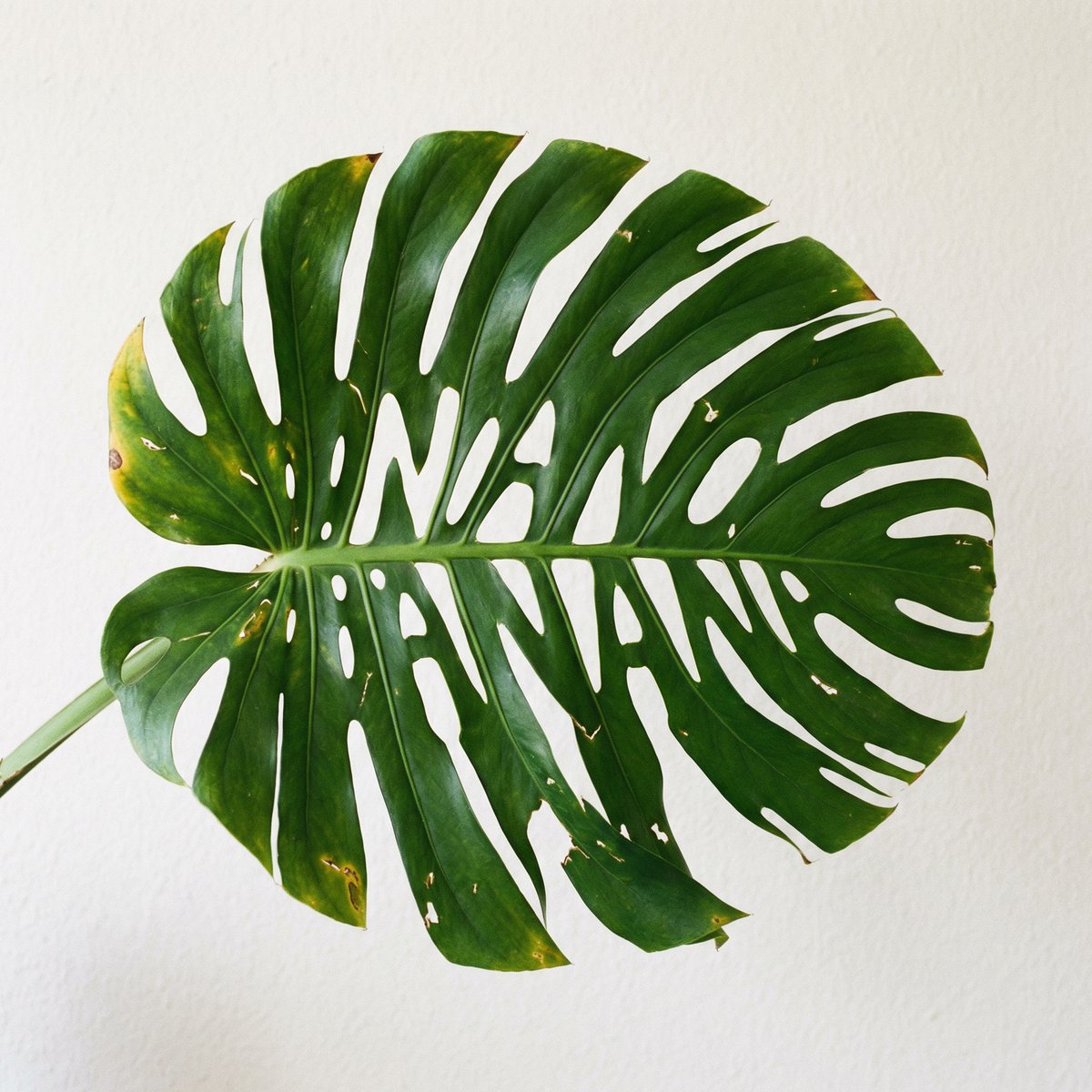 Monstera Leaf Logo Design AI image template preview