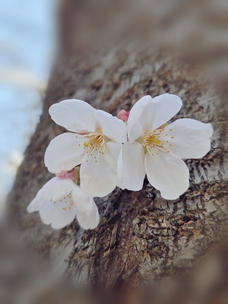 Found a Small Spring AI image template preview