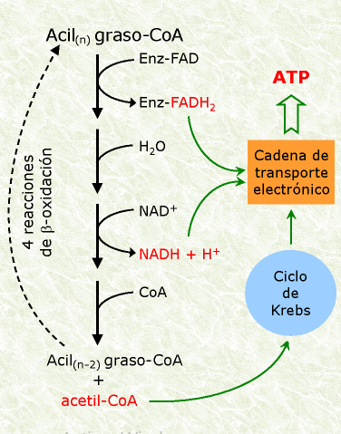 Suplementos Nutricionales