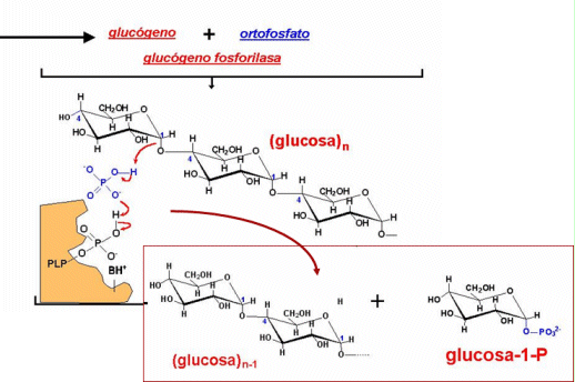 Suplementos Nutricionales