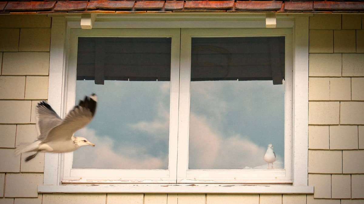 Window Hit Bird-Window Collisions: How To Prevent Them And Keep Birds Safe ...