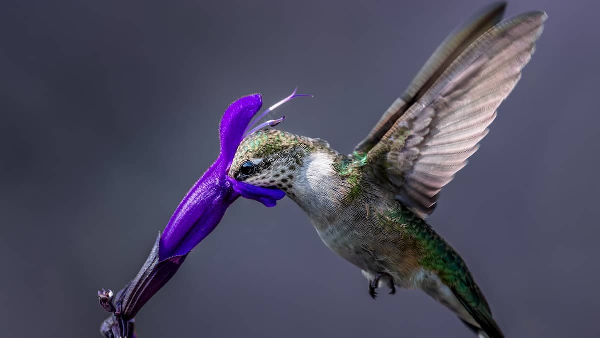 When to Put Out Hummingbird Feeders: US Calendar 2023