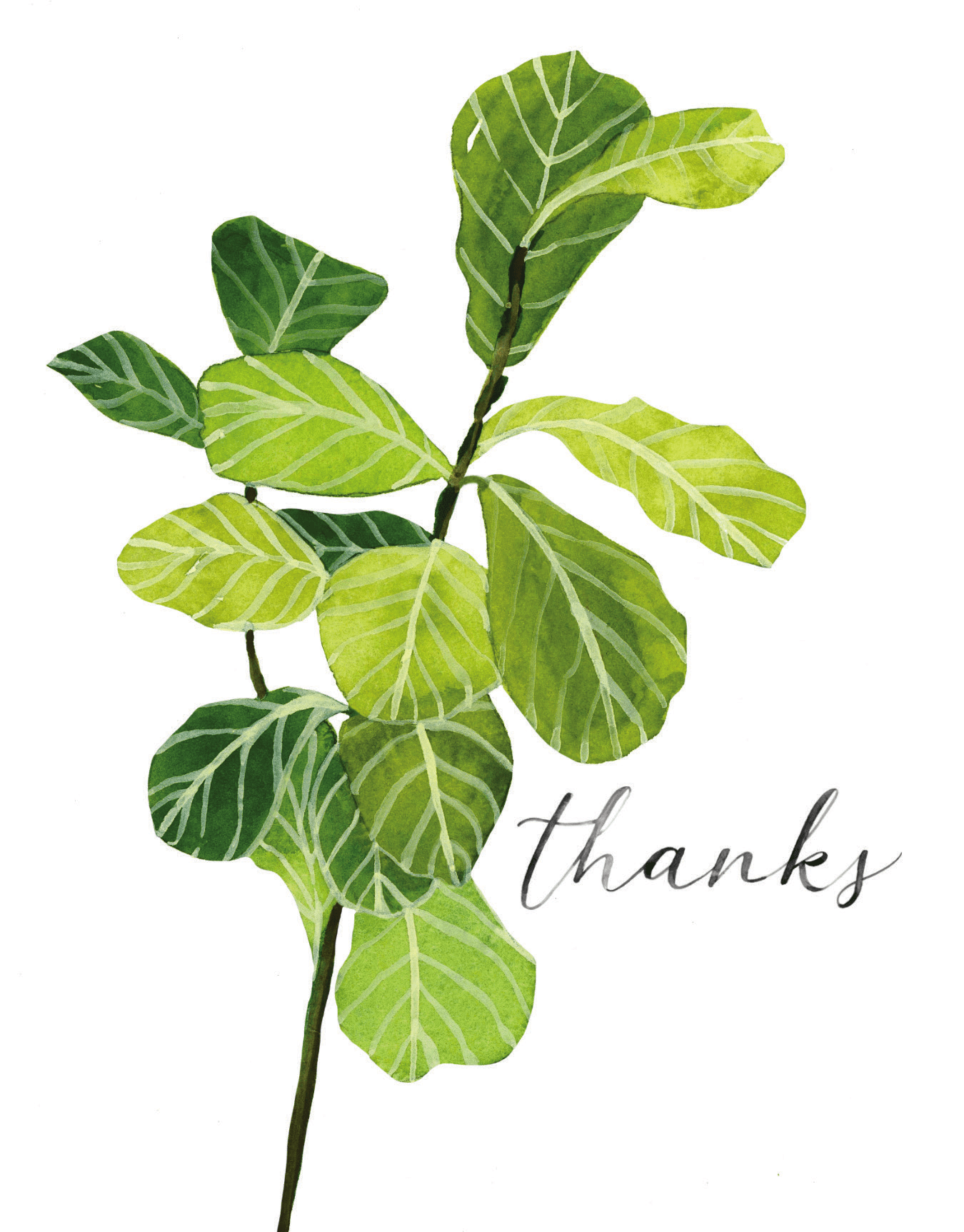 Fiddle Leaf Thanks