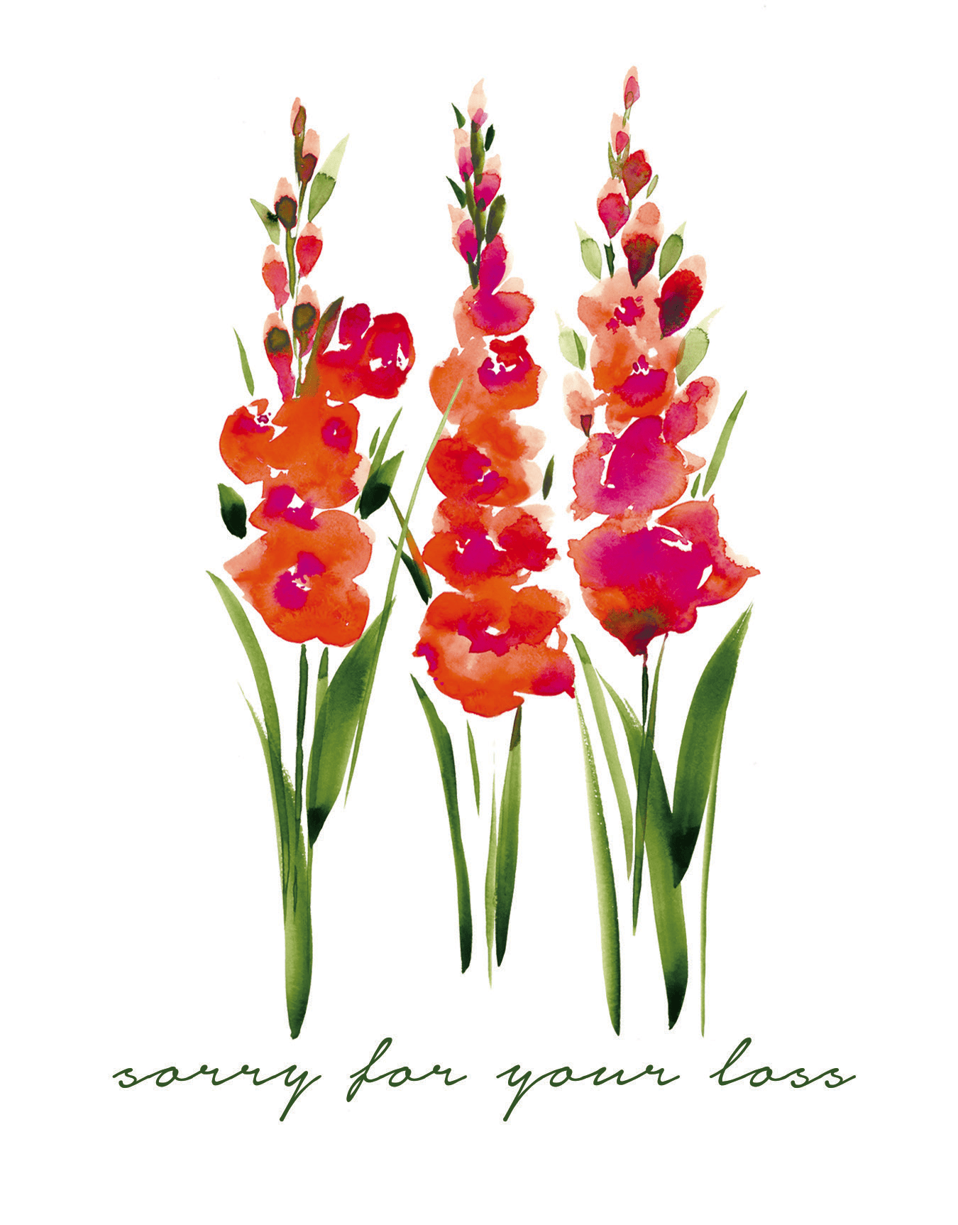 Gladiolas Sympathy