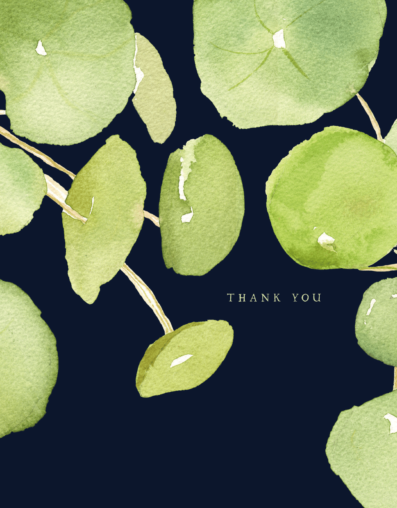 Lily Pad Thanks