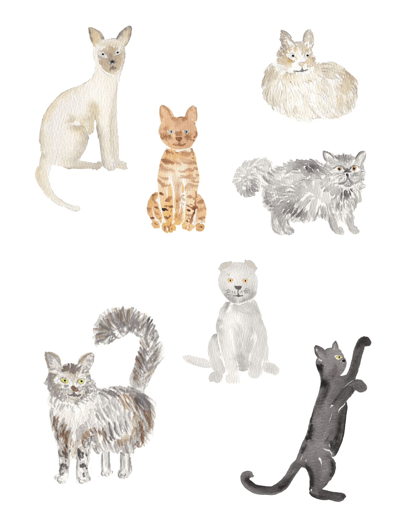 Cats