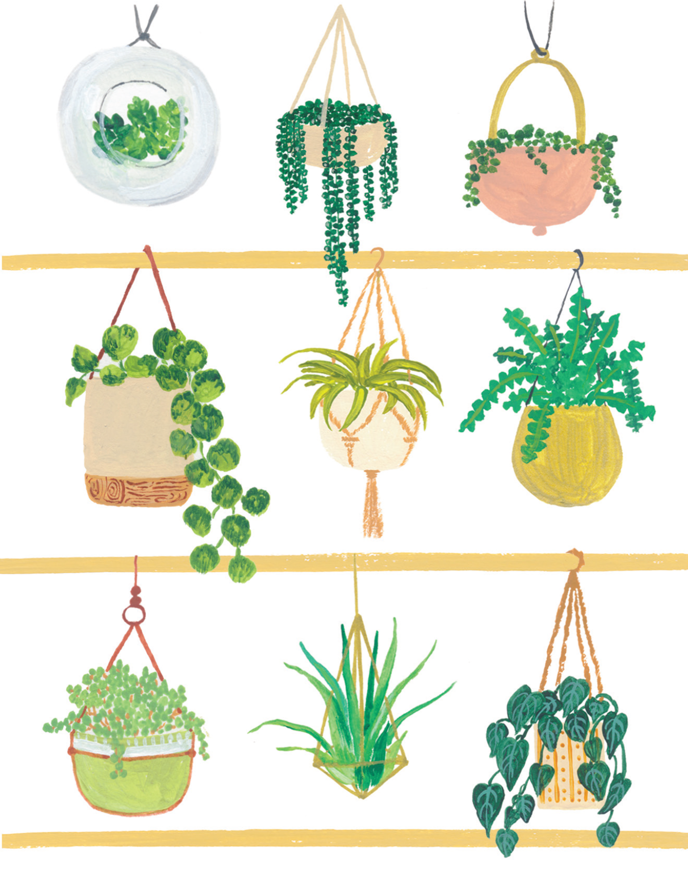 Hanging Plants