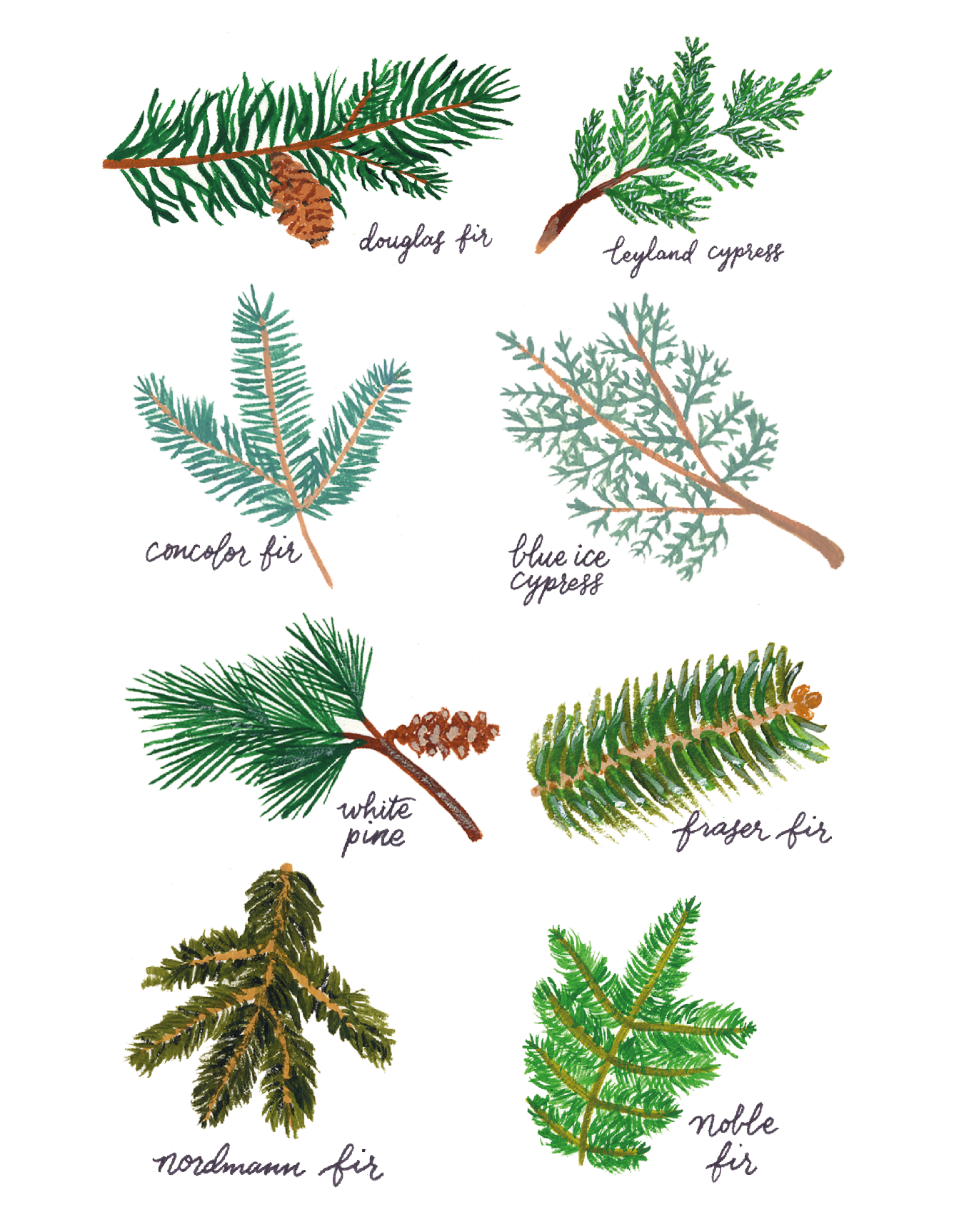 Christmas Tree Branches