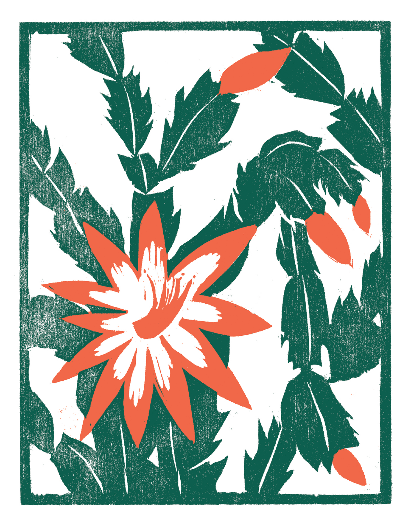 Christmas Cactus