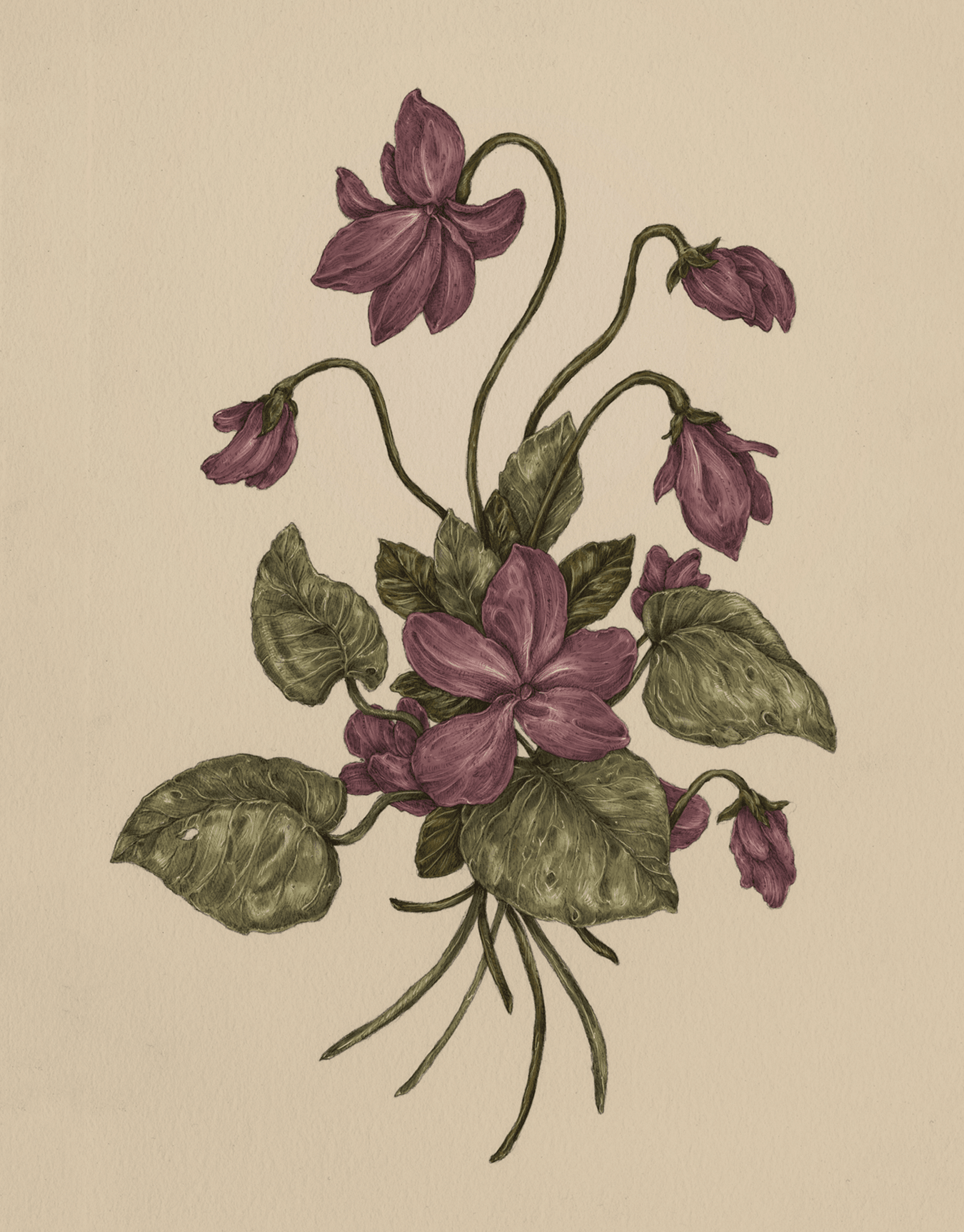 Violets