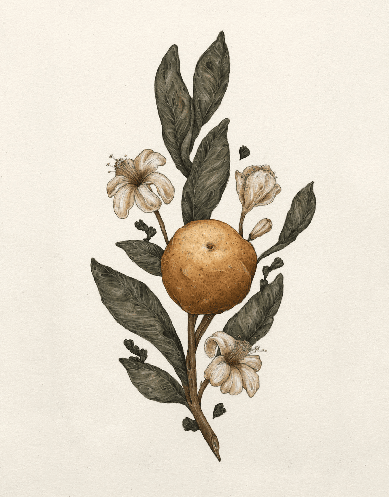 Sweet Clementine