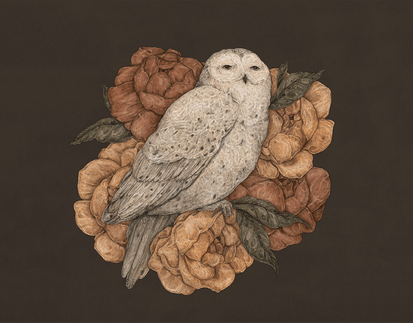 Snowy Owl
