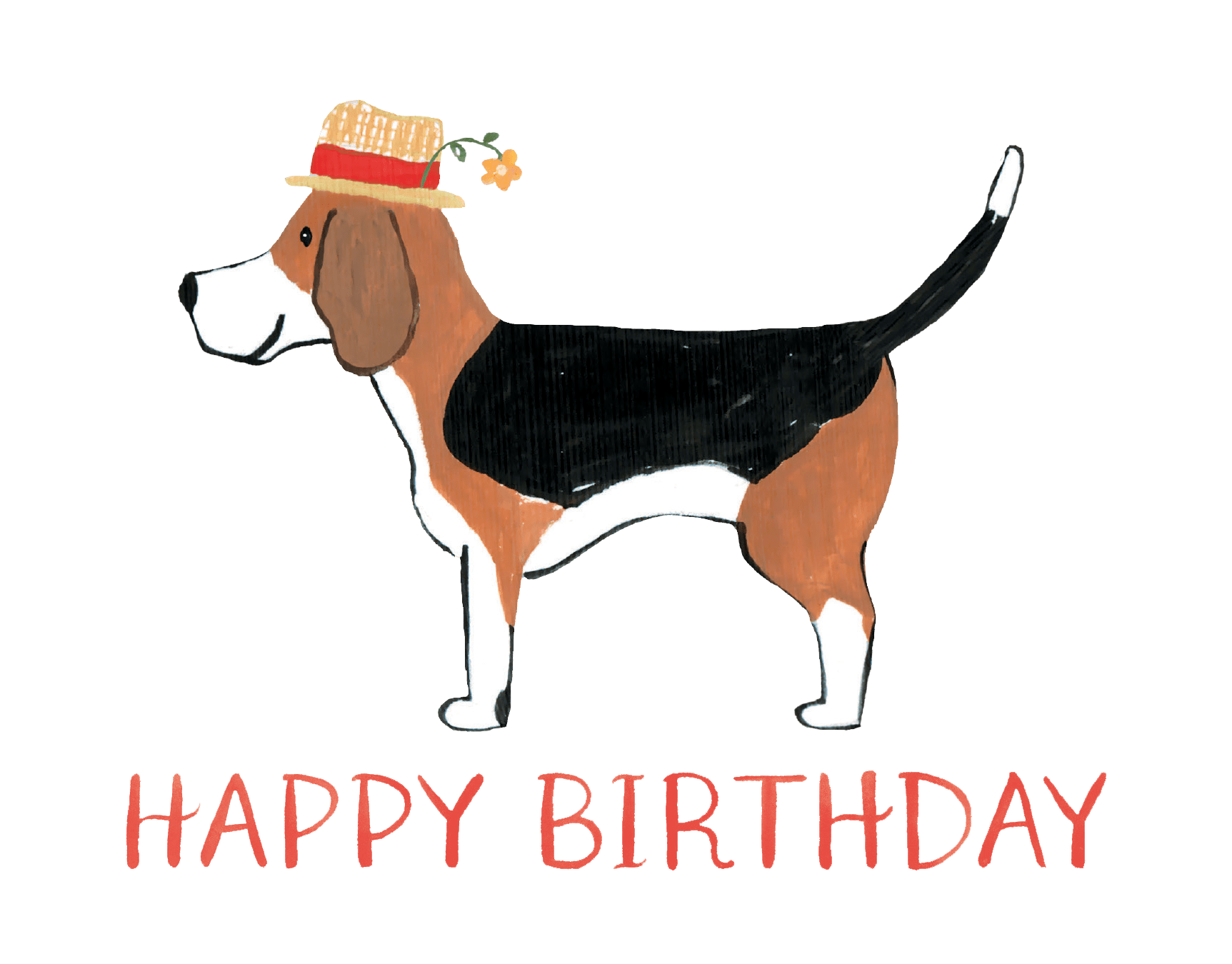 Dog Beagle