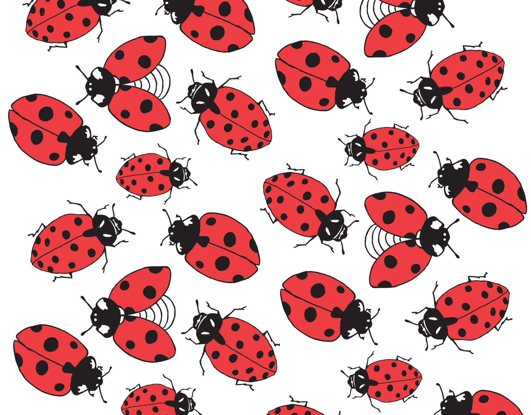 Lady Bug Pattern