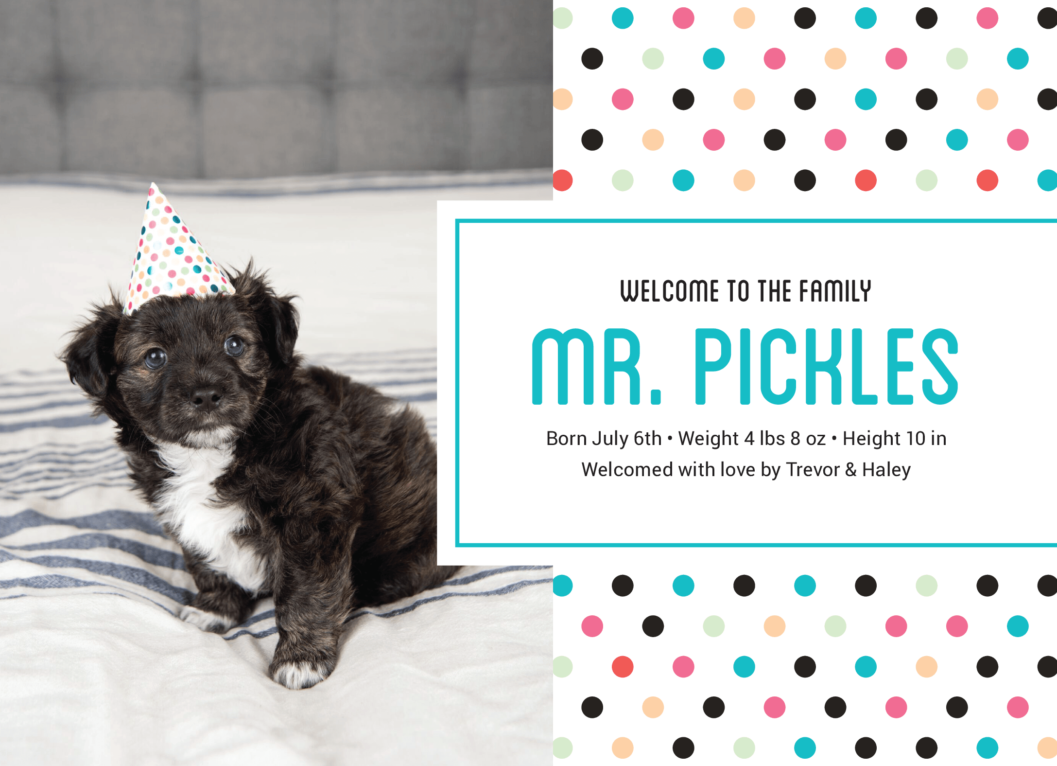 Polka Dot Pet Announcement