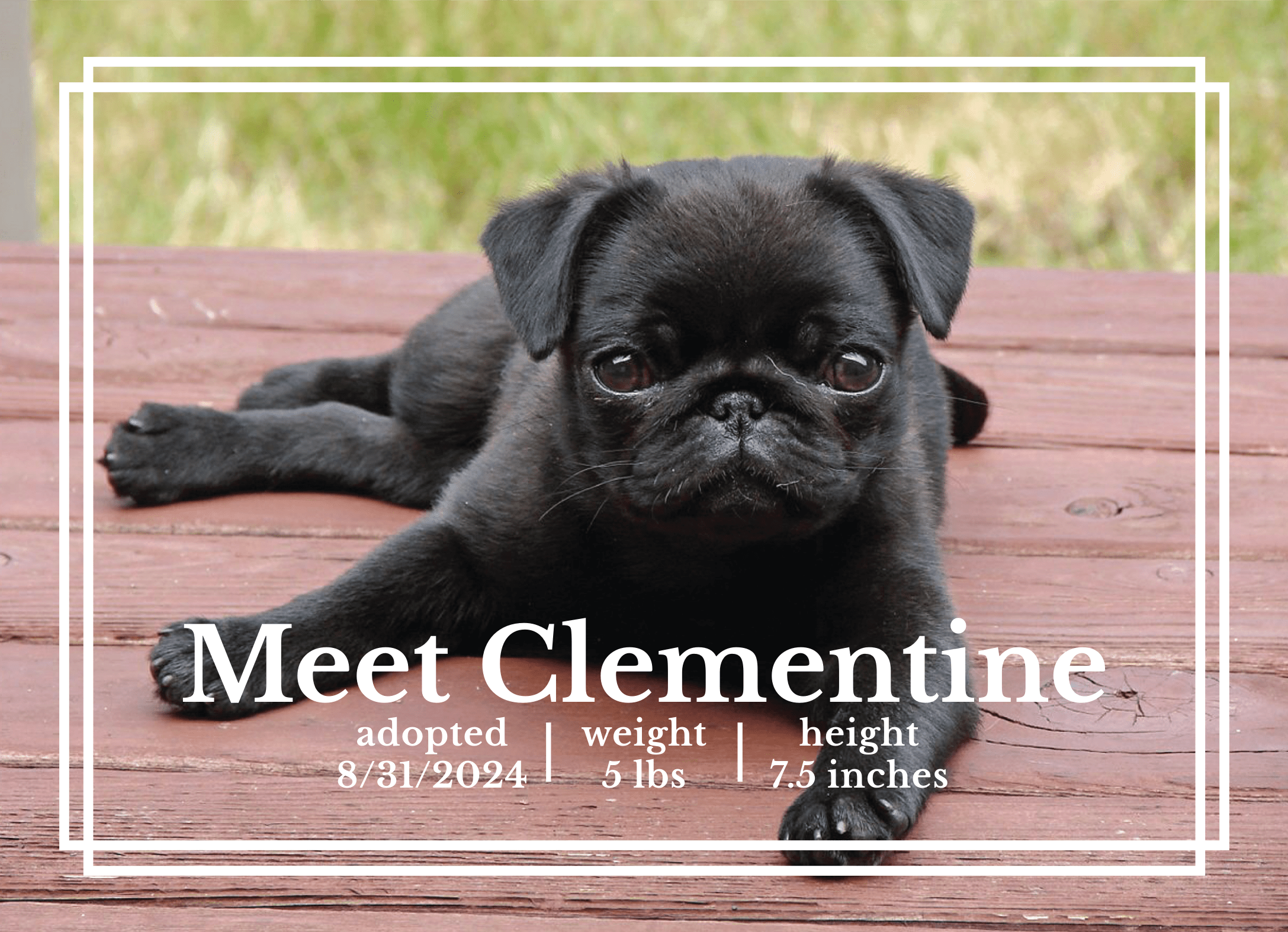 Simple Border Pet Announcement
