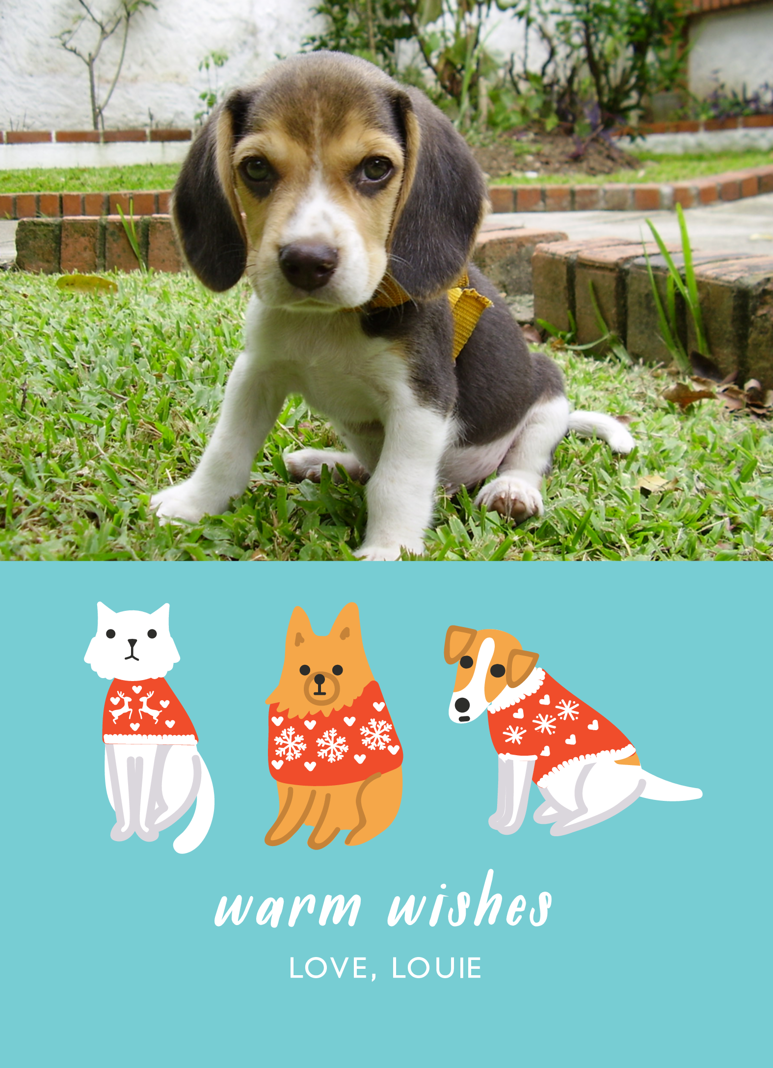 Pets In Sweaters