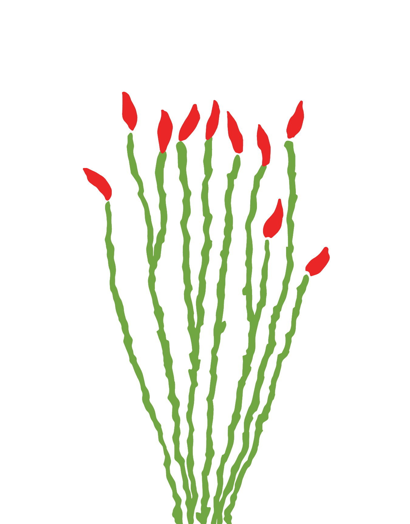 Ocotillo Flower