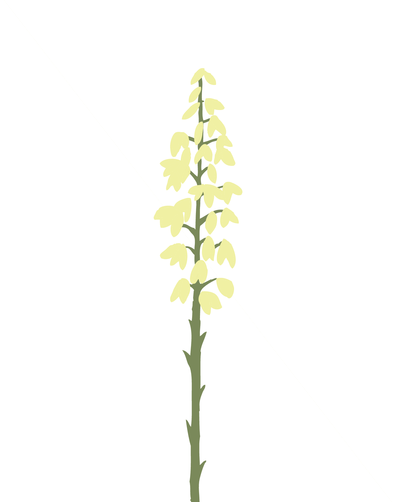 Yucca Flower