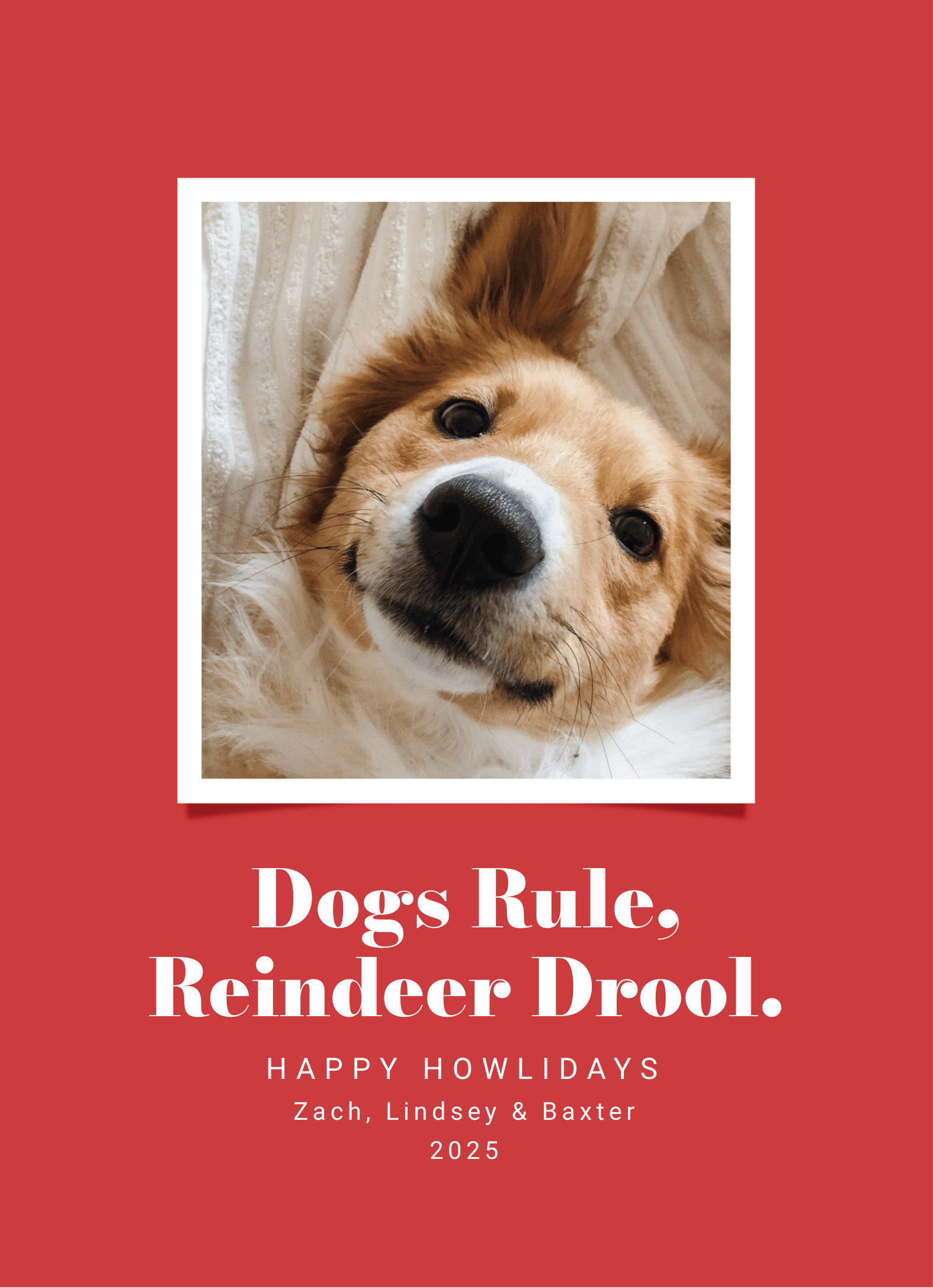 Dogs Rules