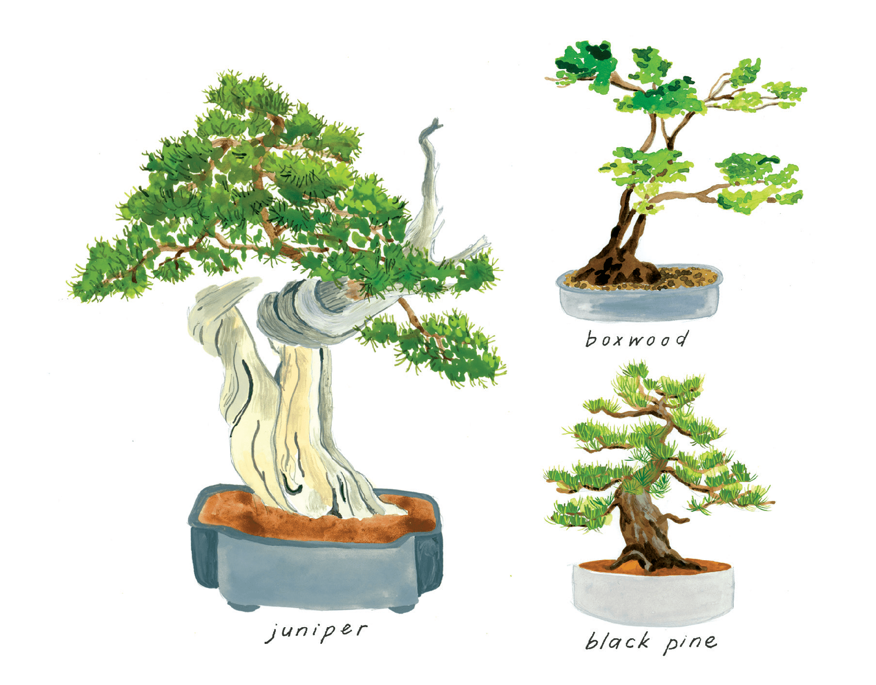 Lovely Bonsai