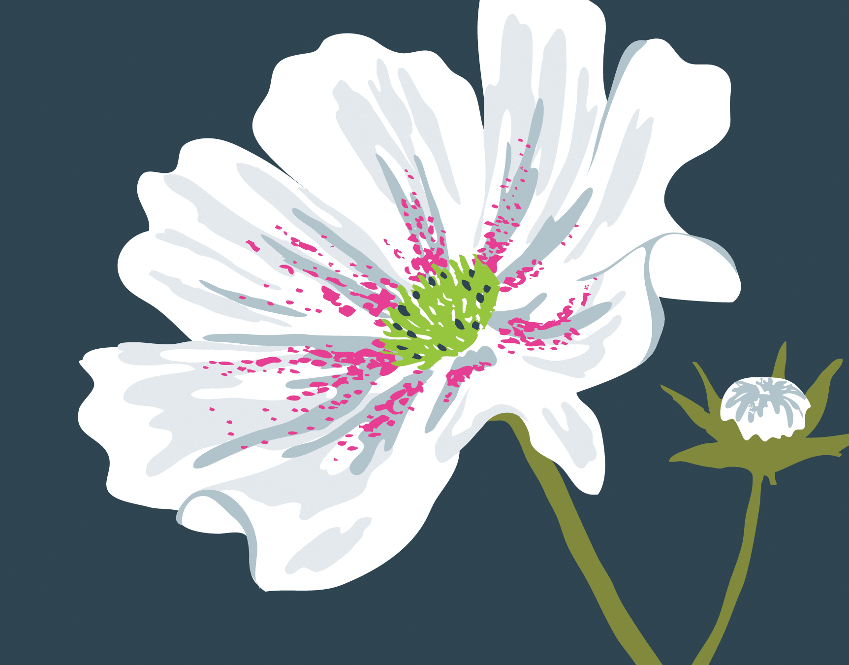 Cosmos Flower