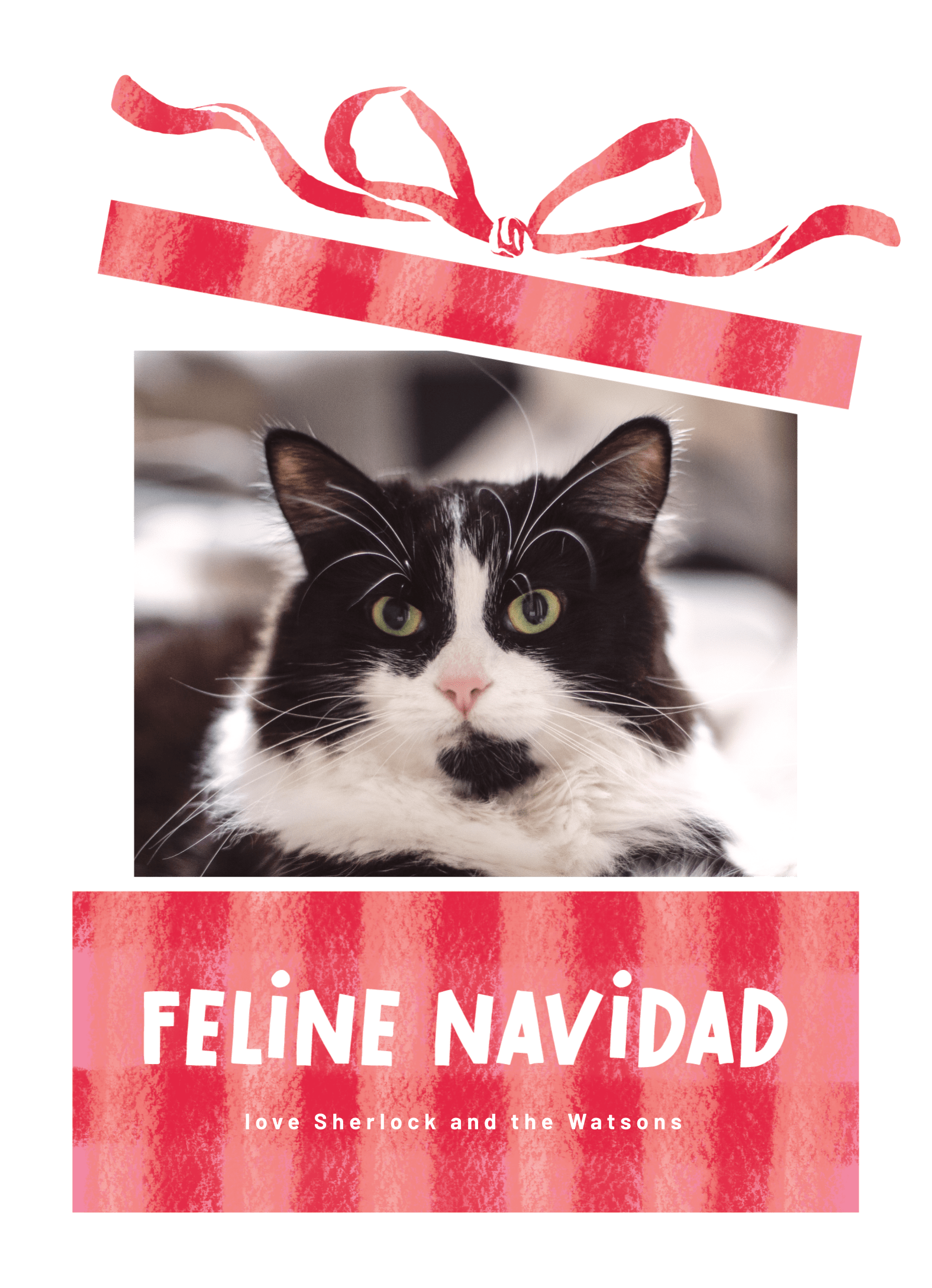 Feline Navidad