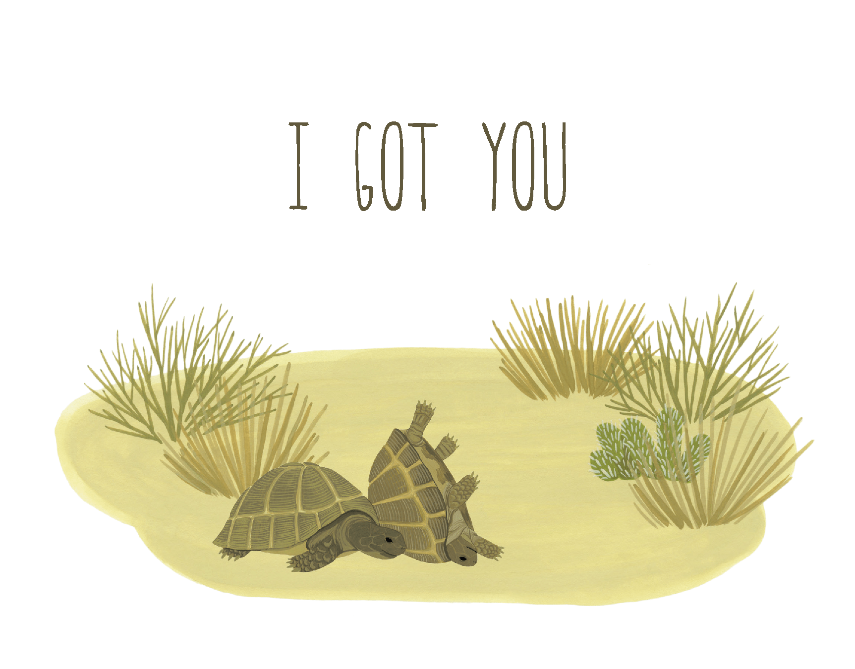 Box Turtles