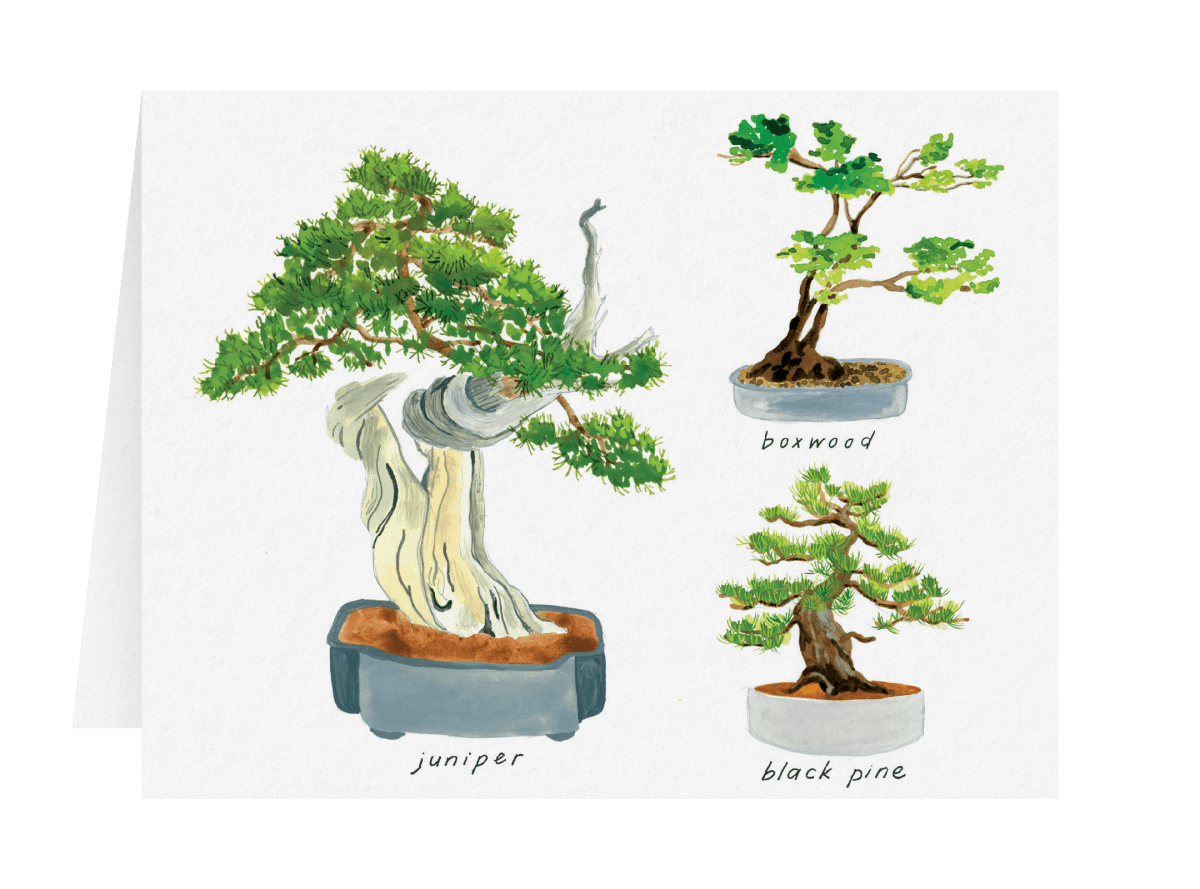 anzuchterde fr bonsai GROW2GO Australische Kiefer Bonsai Starter Kit