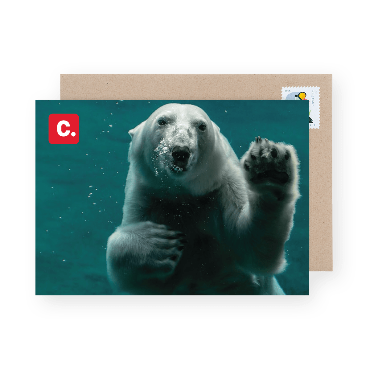 Polar Bear