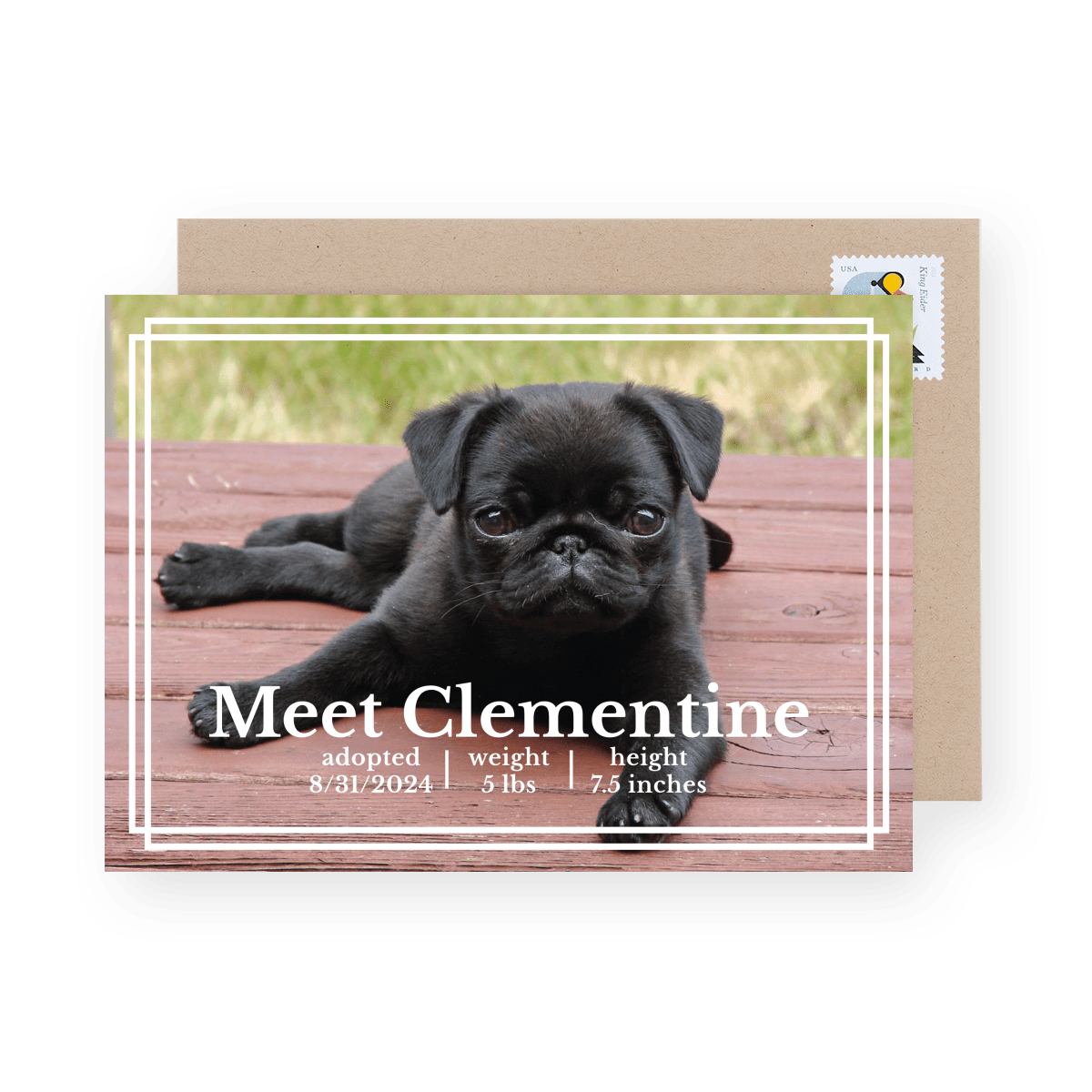 Simple Border Pet Announcement