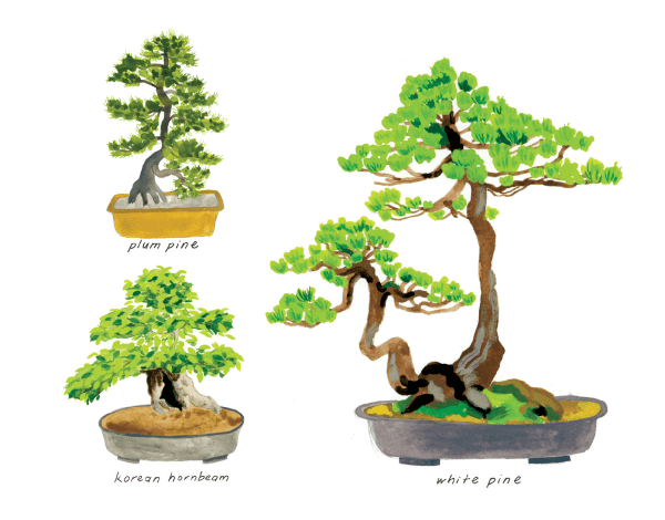 Cute Bonsai