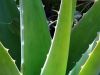 ¿Cómo usar el aloe vera?