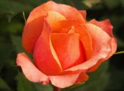 ​5 Usos para el agua de rosas