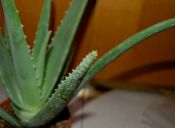 Propiedas del aloe vera para el cuidado el cabello