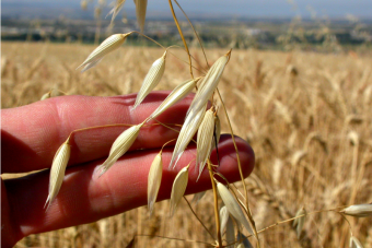 4 formas de embellecerte con avena