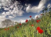 Una bipolar primavera