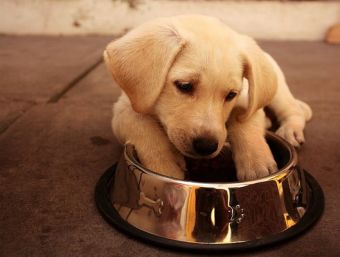 Pequeñas cosas terribles: cuando tu mascota está bajoneada