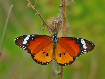 Cosas de loca: ¡me dan pánico las mariposas!