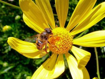 Conoce los beneficios de incluir polen en tu dieta